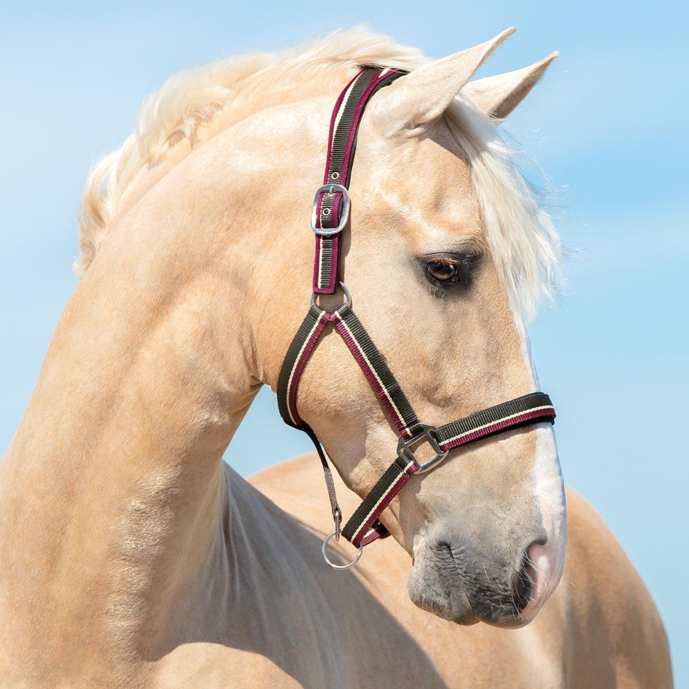 Halter  Orlando Fairfield®
