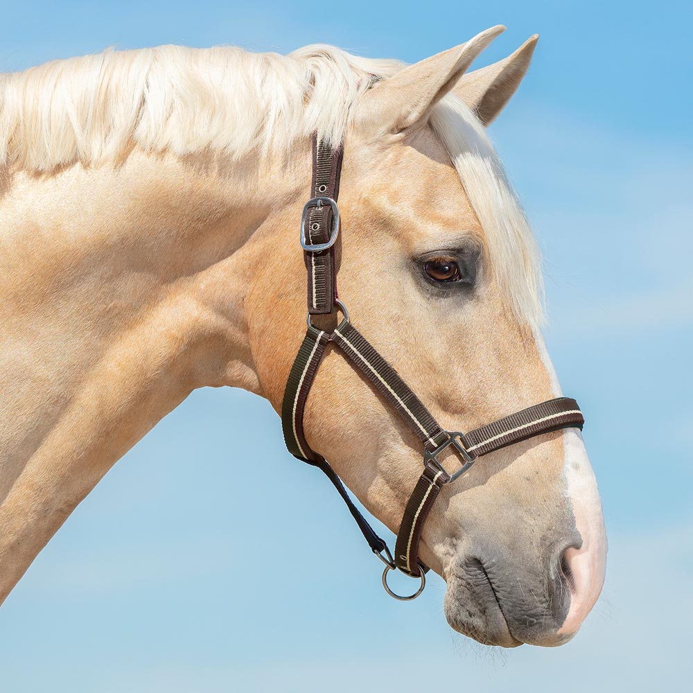 Halter  Orlando Fairfield®
