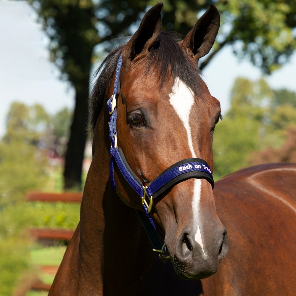 Halter  Werano Back on Track®