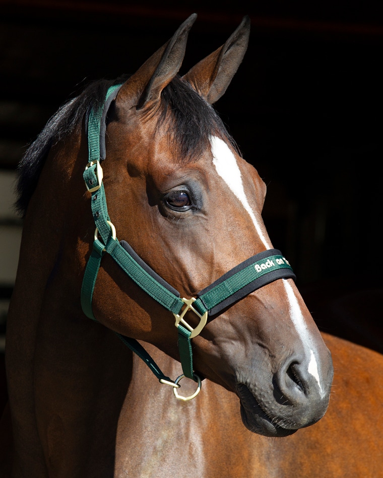 Halter  Werano Back on Track®