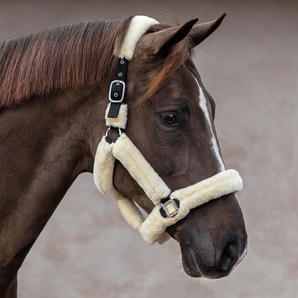 Halter  Corrado Fairfield®