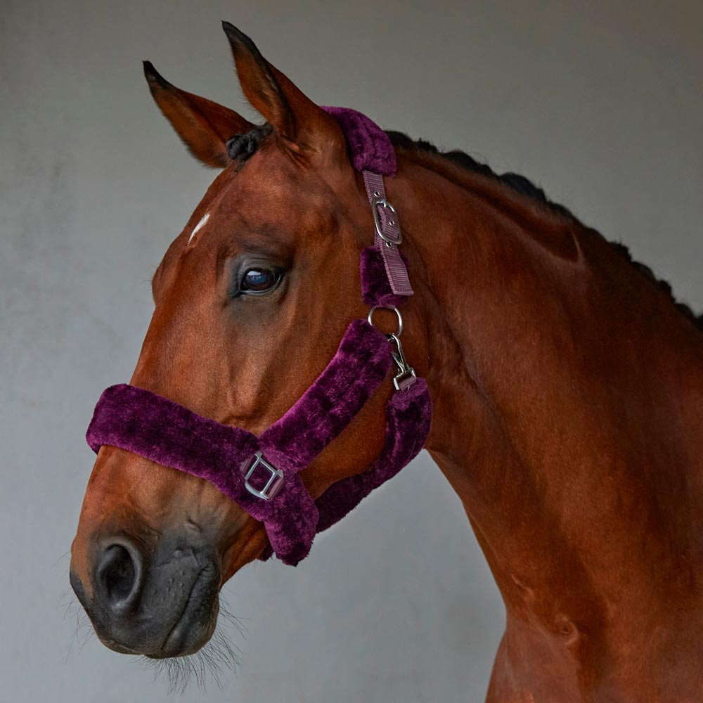 Halter  Corrado Fairfield®