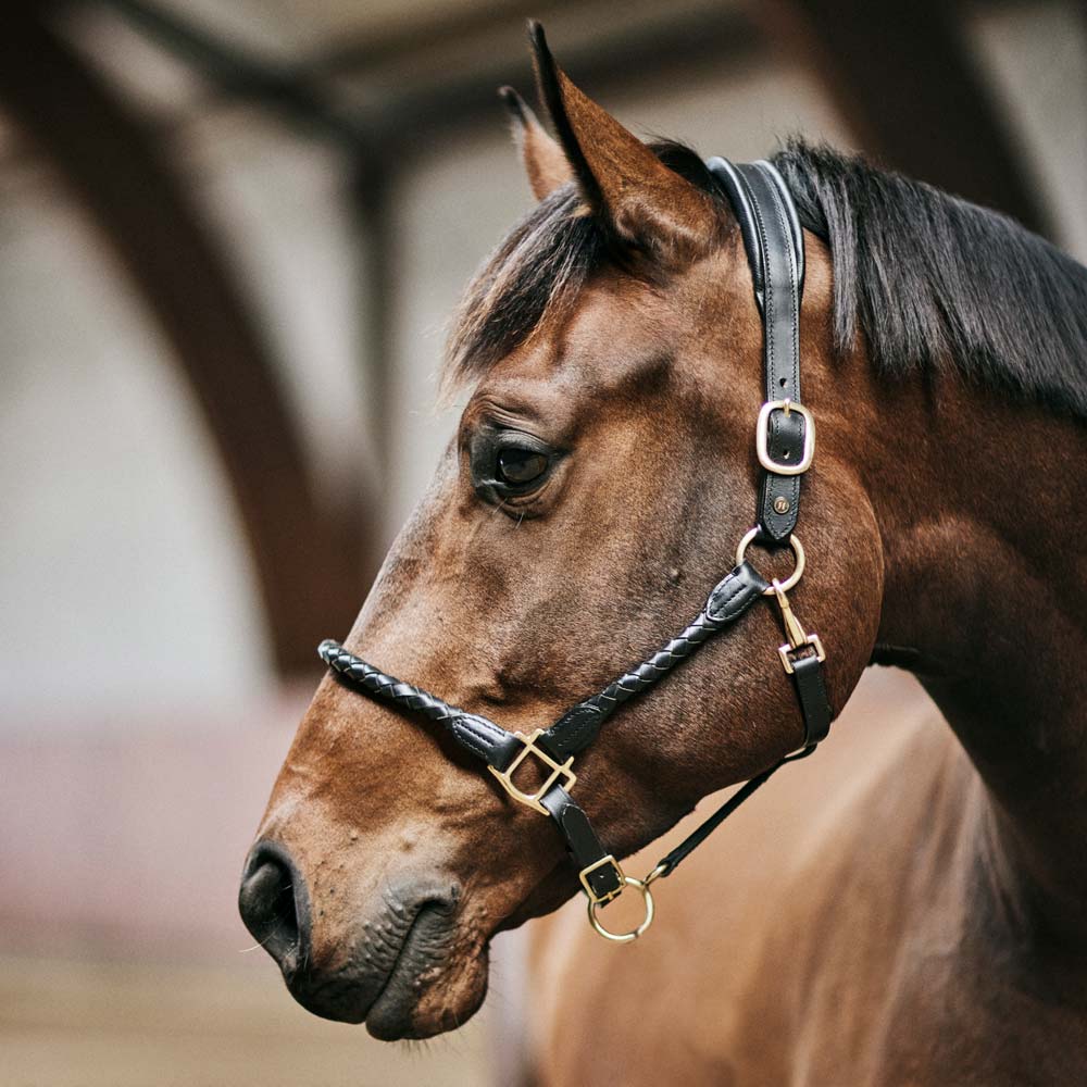 Leather halter  Polino JH Collection®
