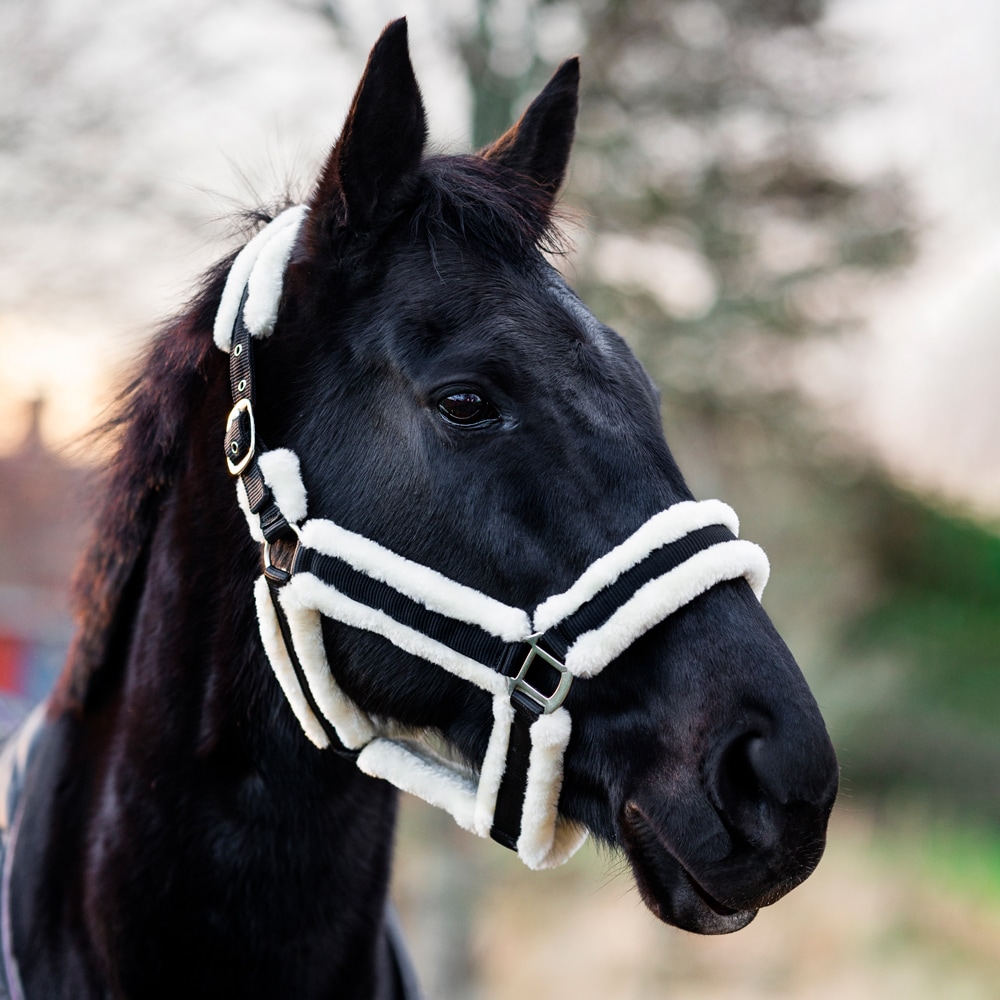 Halter  Bedford Fairfield®