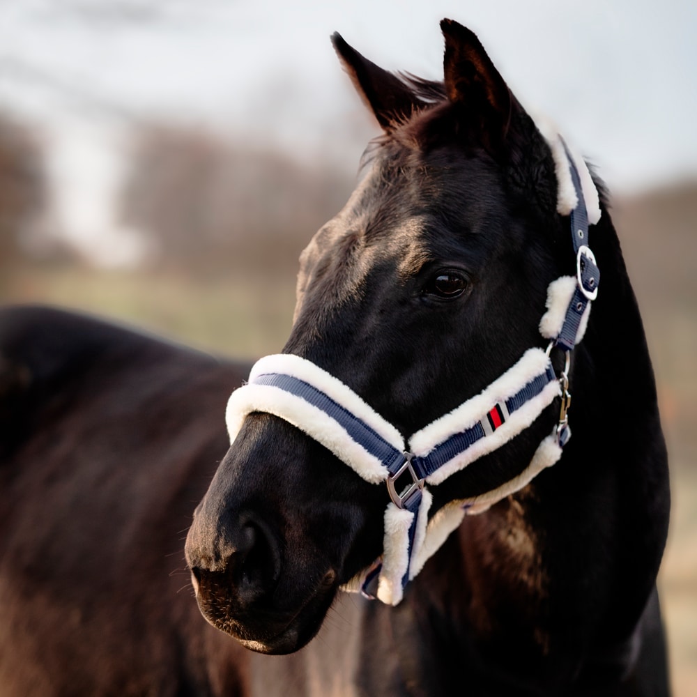 Halter  Bedford Fairfield®