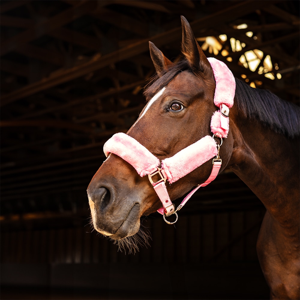 Halter  Tribun Fairfield®