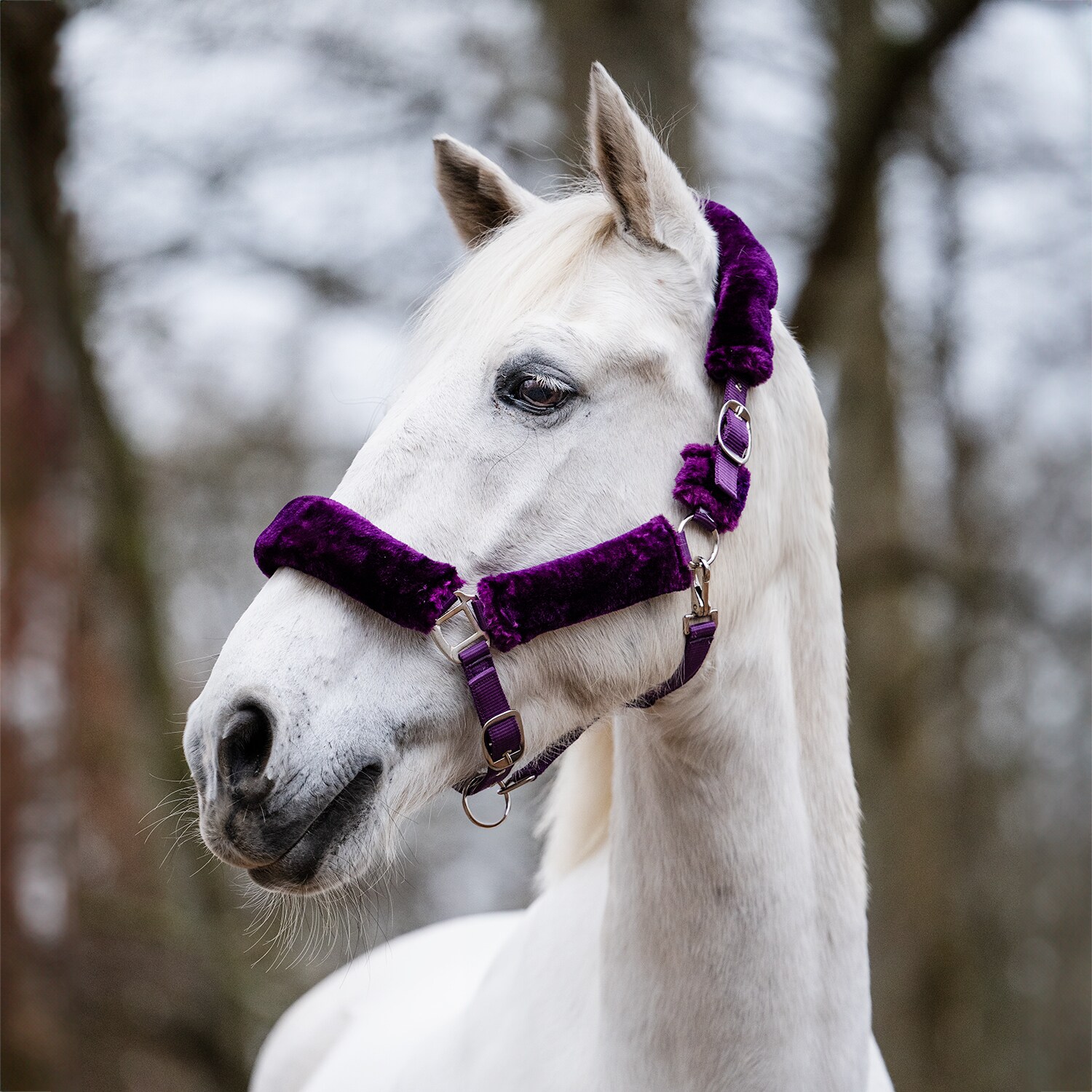Halter  Tribun Fairfield®