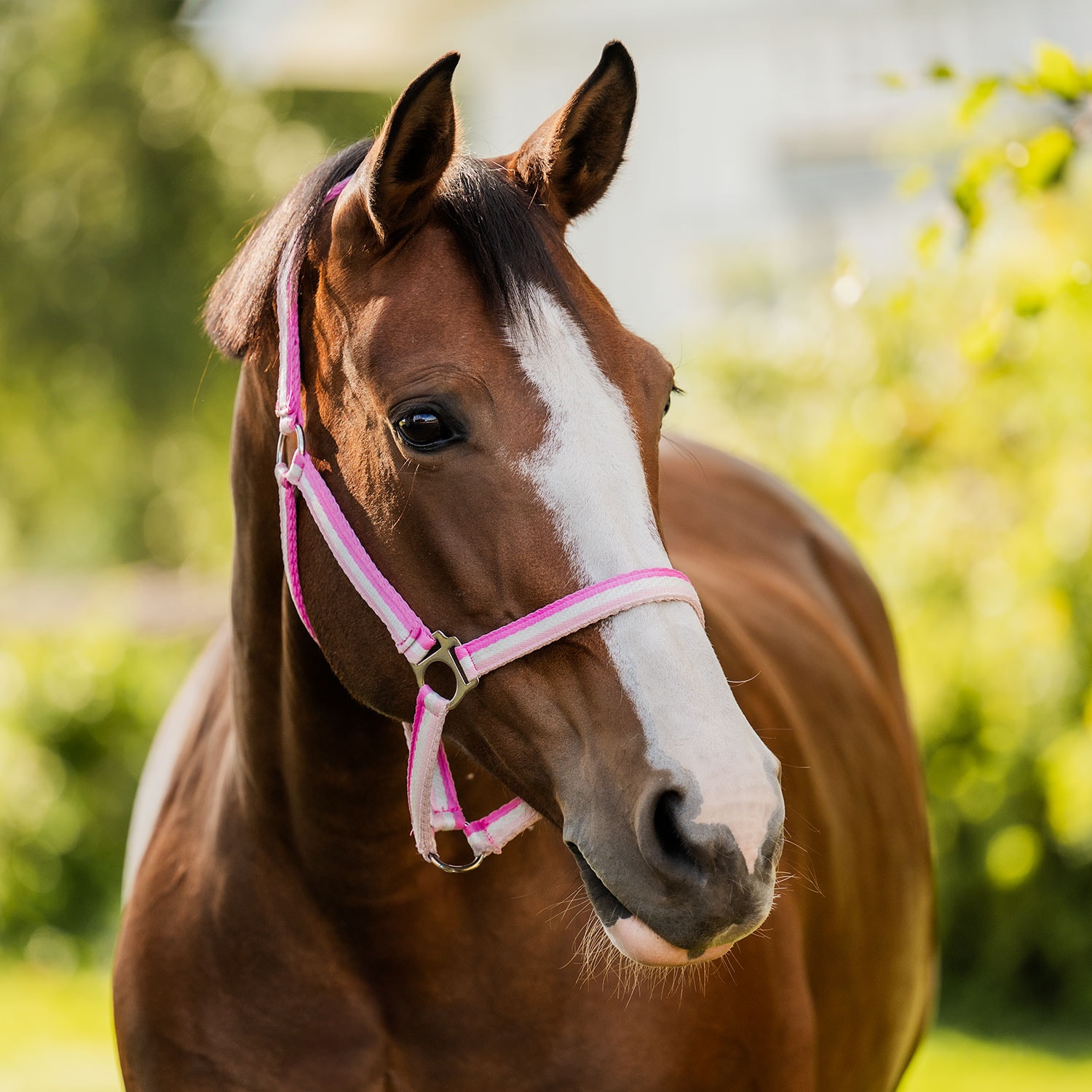 Halter  Contender Fairfield®