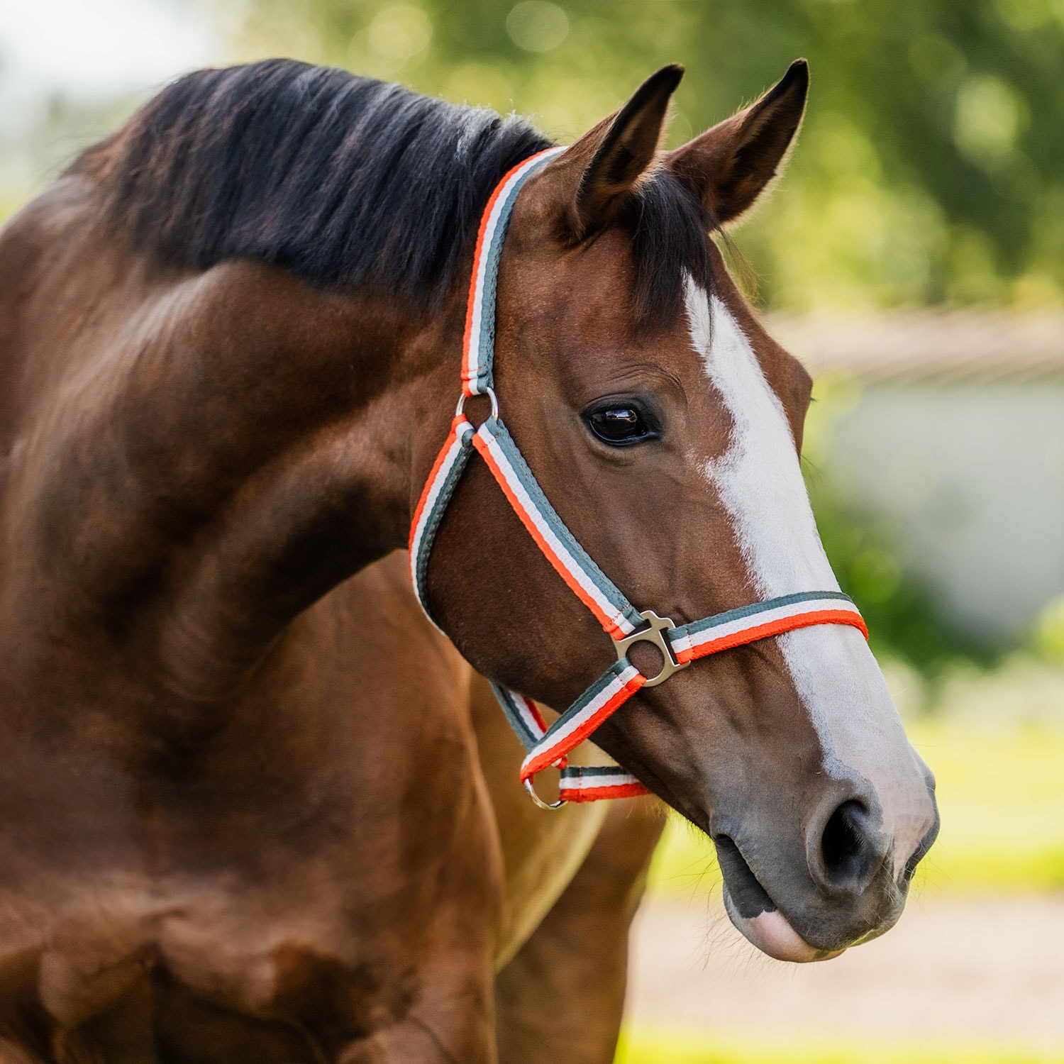Halter  Contender Fairfield®