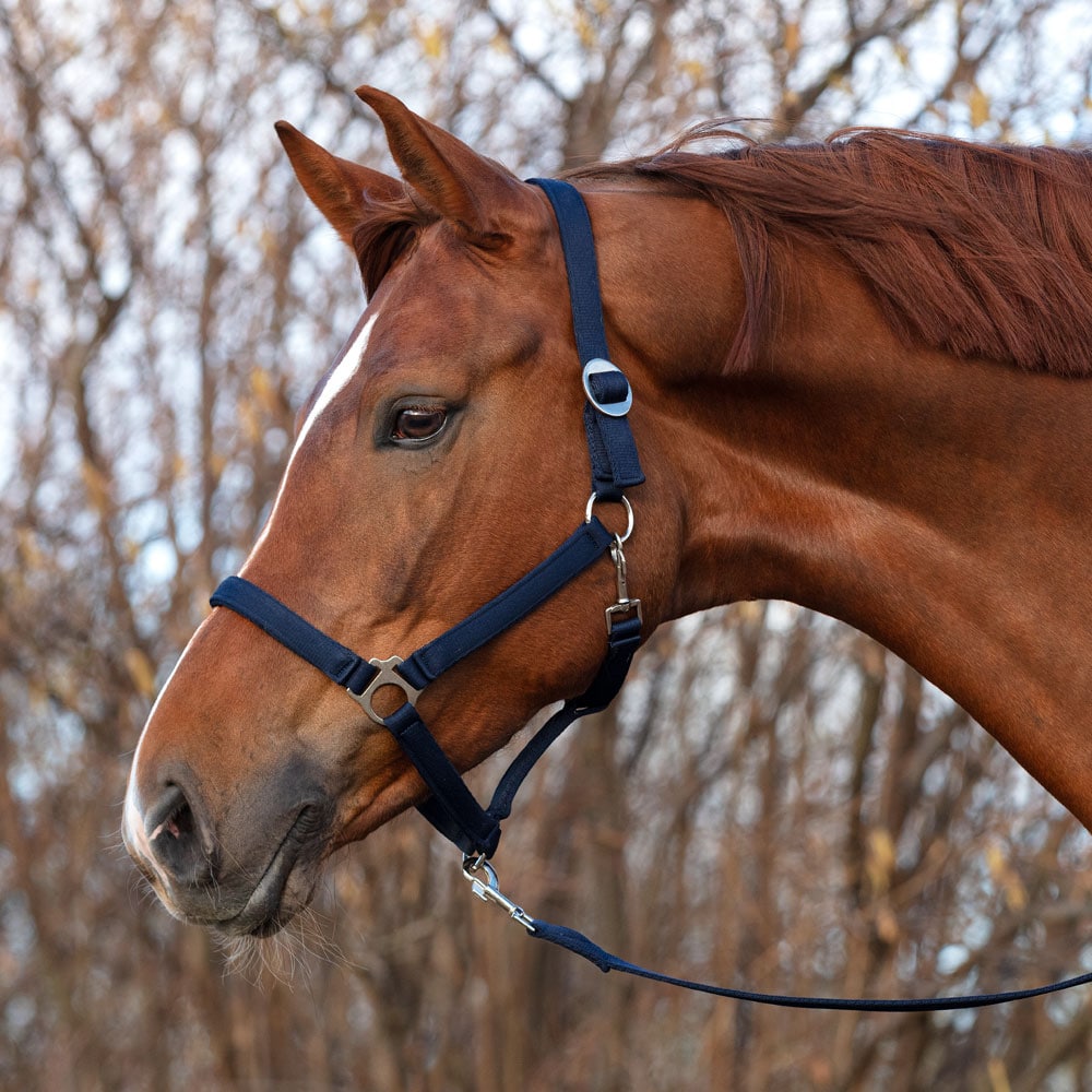 Halter  Colorado Fairfield®