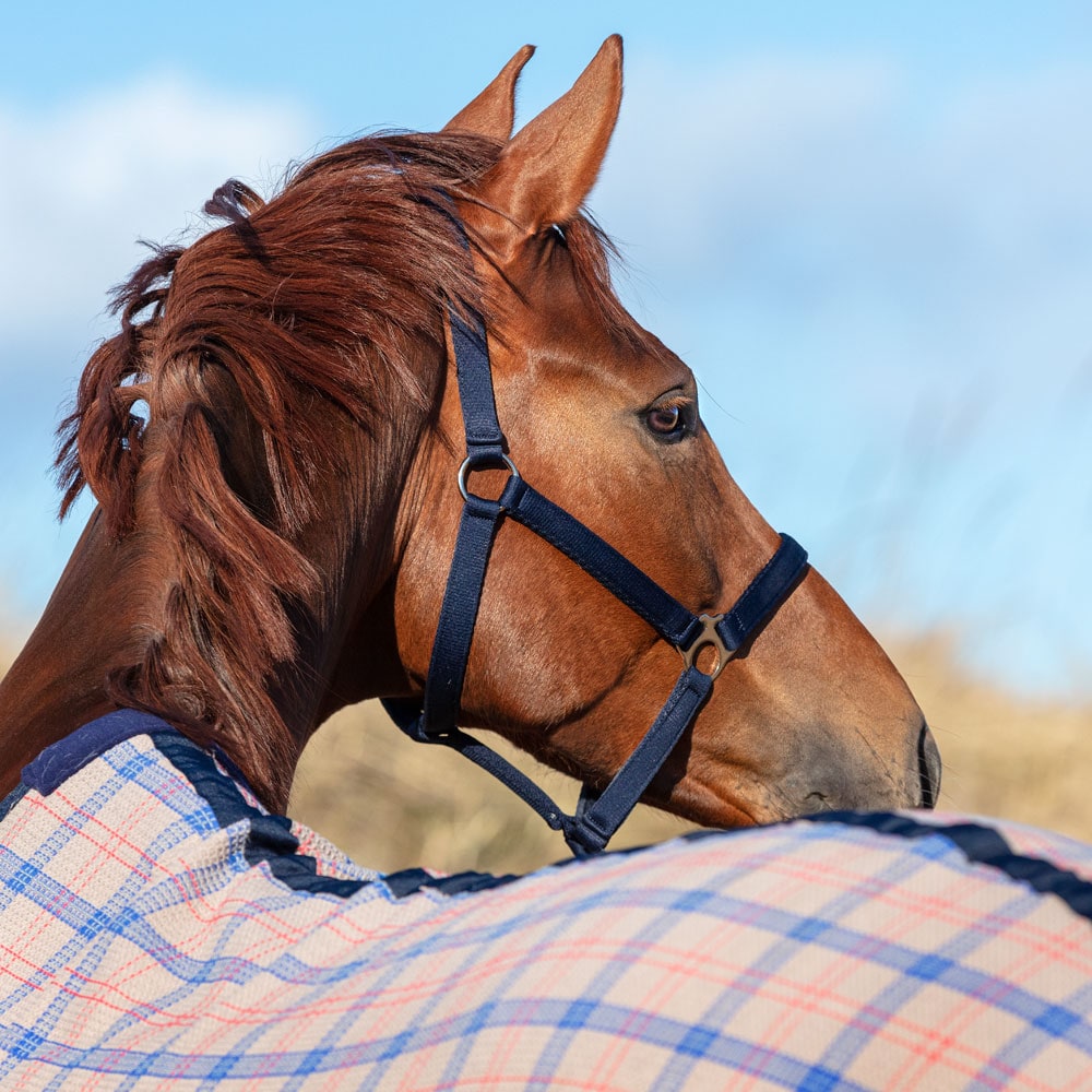 Halter  Colorado Fairfield®