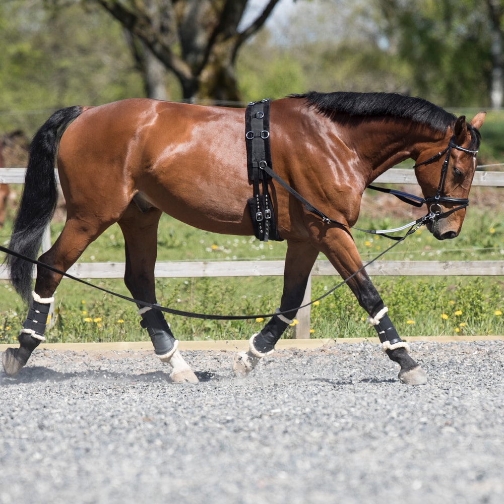 Lunging girth   Fairfield®