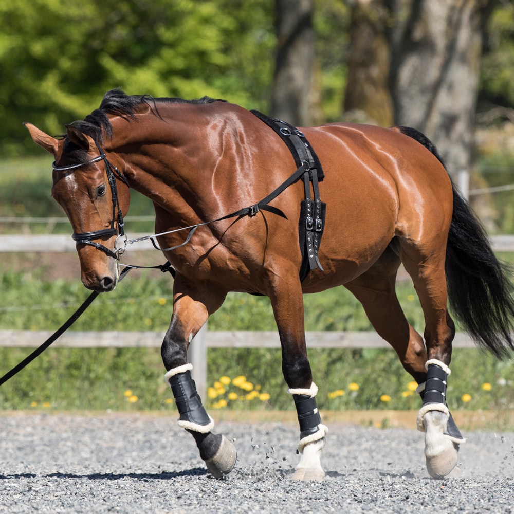 Lunging girth   Fairfield®