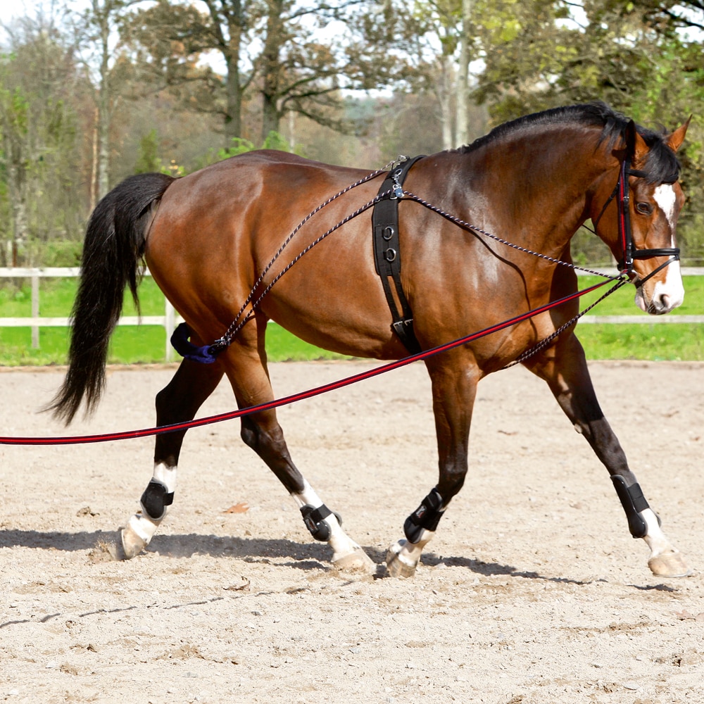 Lunging system   Fairfield®