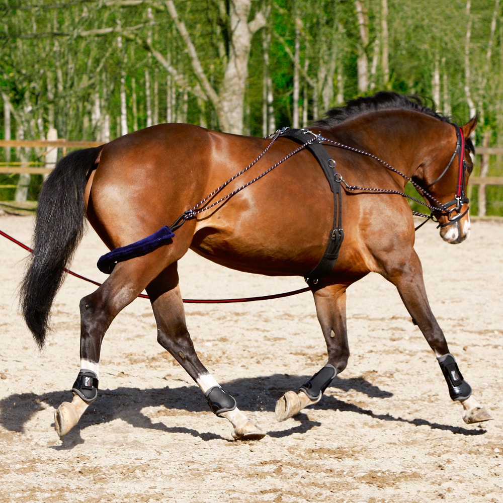Lunging system   Fairfield®