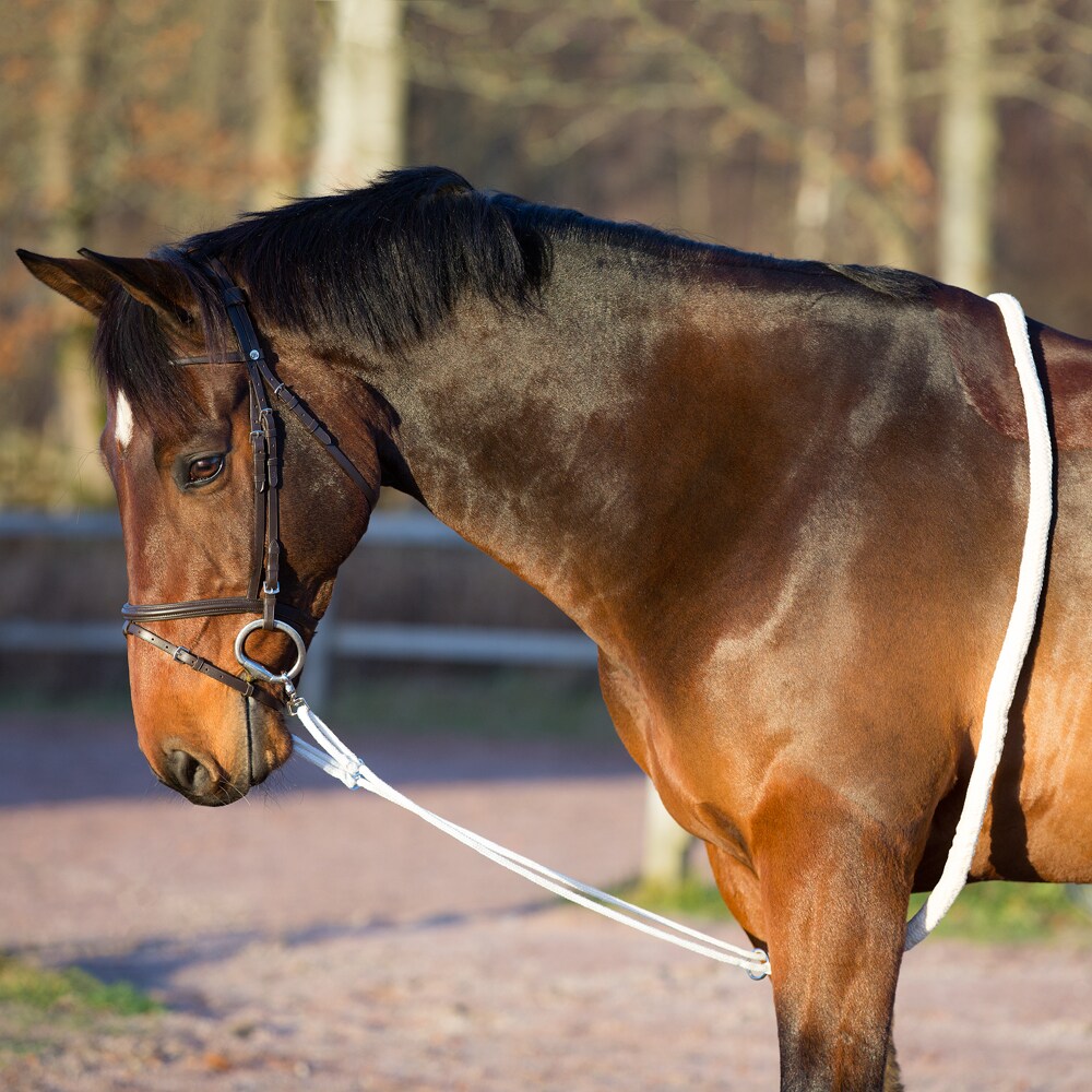 Lunging helper   Fairfield®