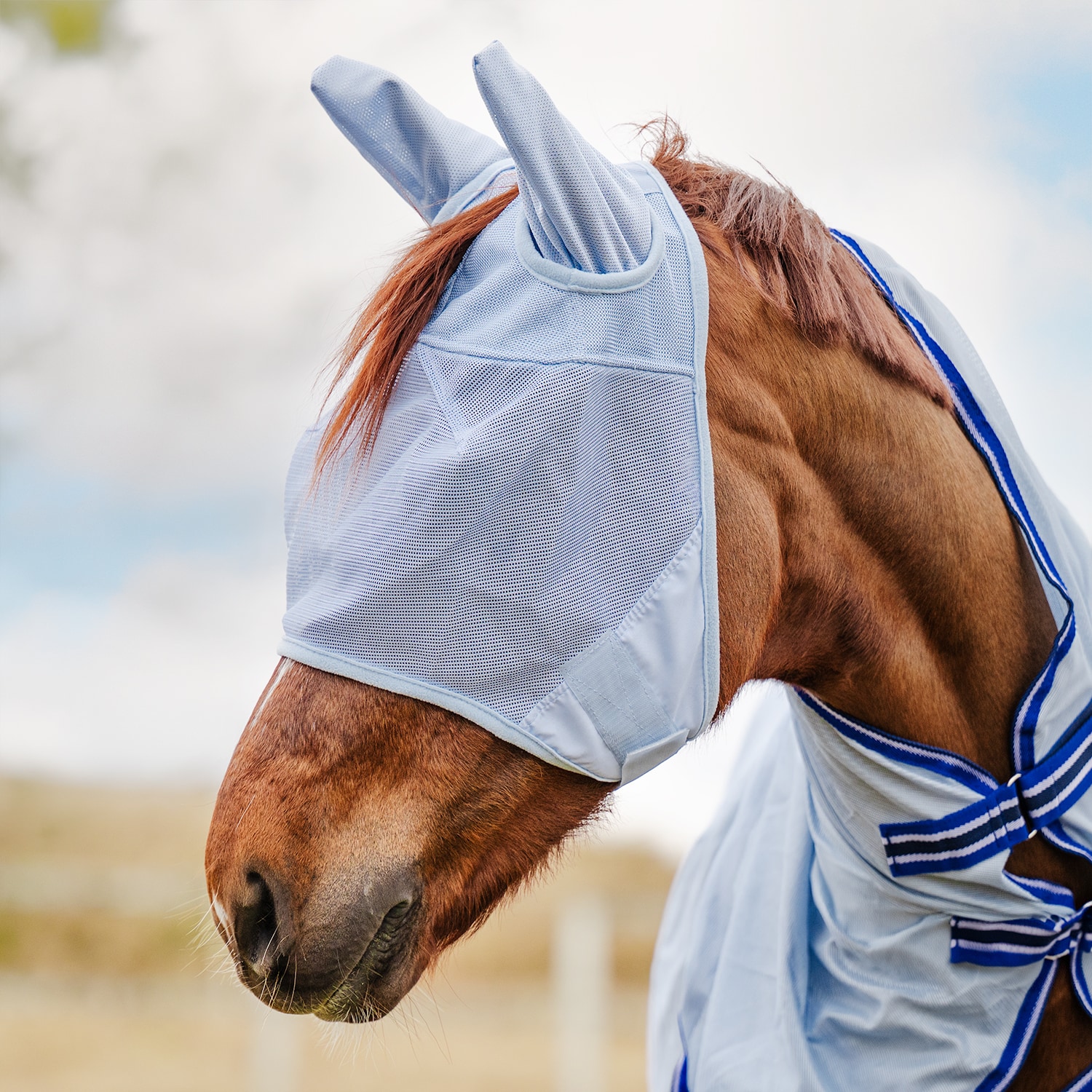 Fly hood  Tampa Fairfield®