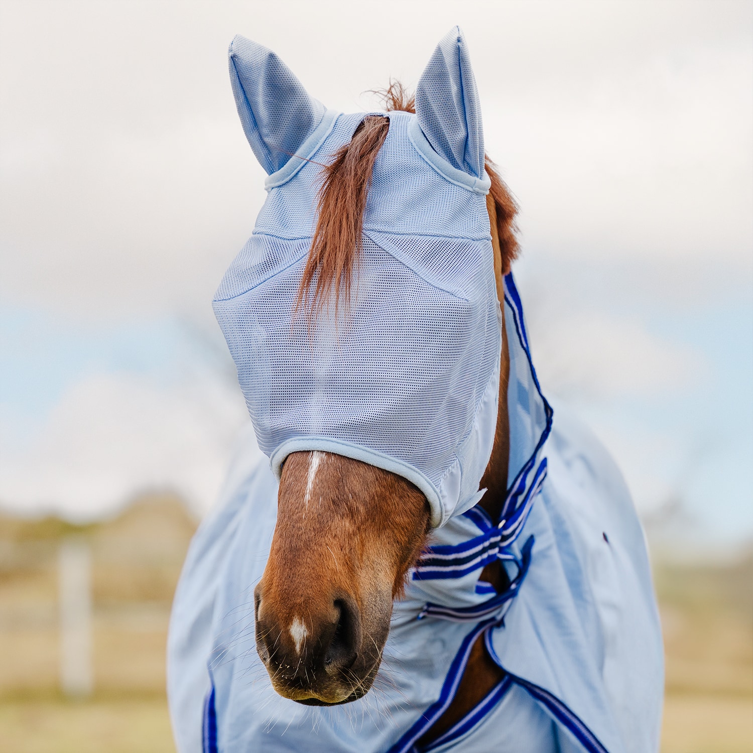 Fly hood  Tampa Fairfield®