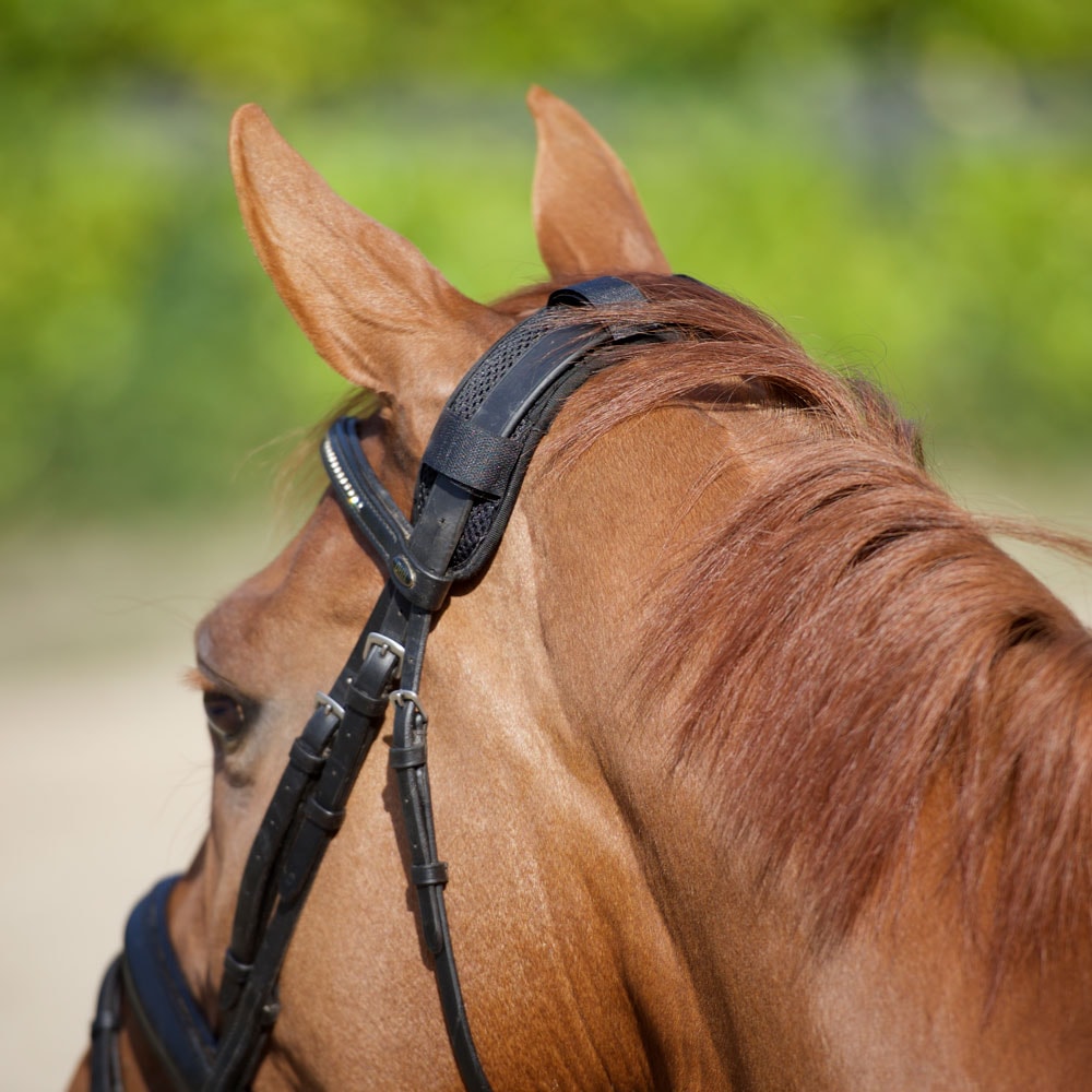Neck protector Horse  Back on Track®