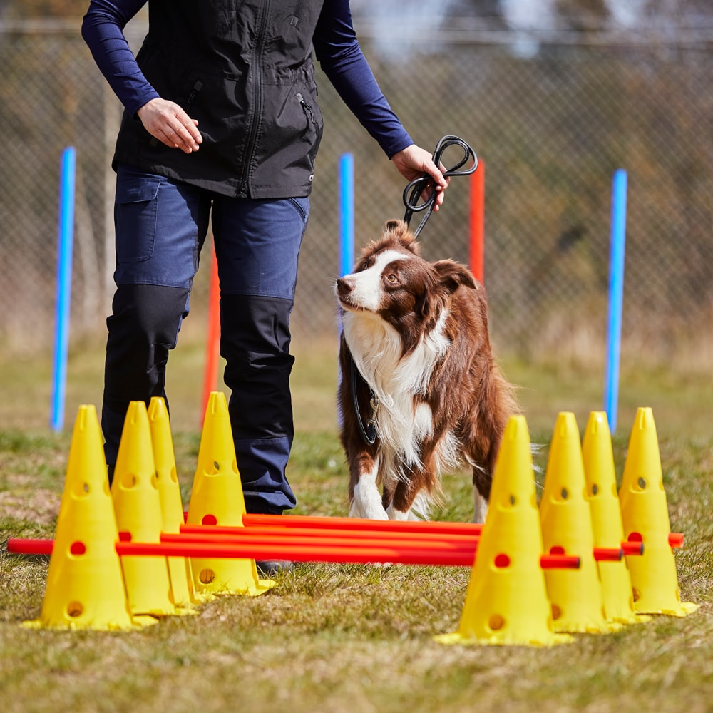 Agility pole   traxx®