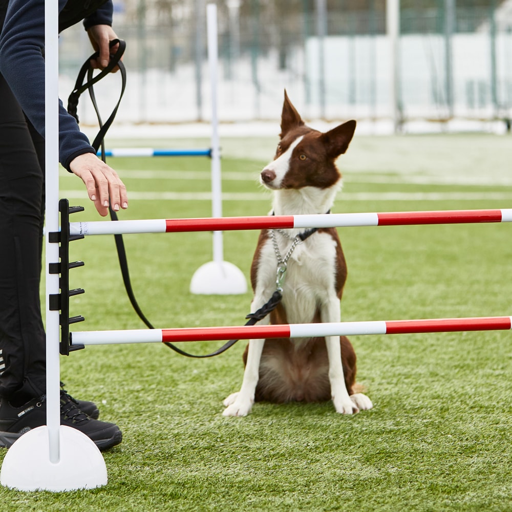 Agility pole  Bounce traxx®