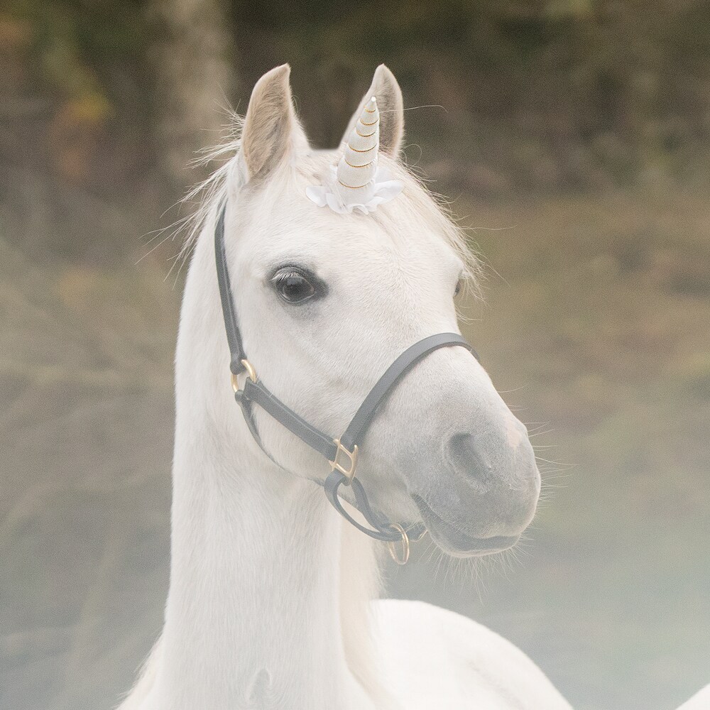 Clasp  Unicorn 