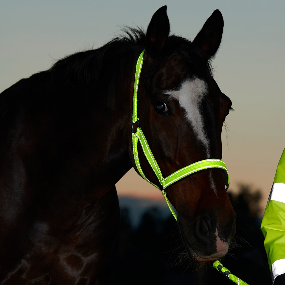 Halter  Hi-Viz Fairfield®