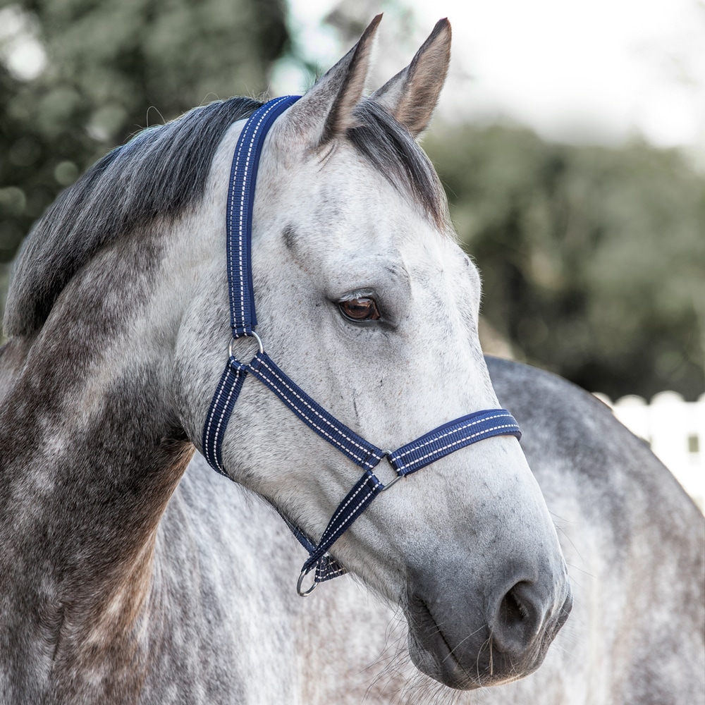 Reflective halter  Hi-Viz Fairfield®