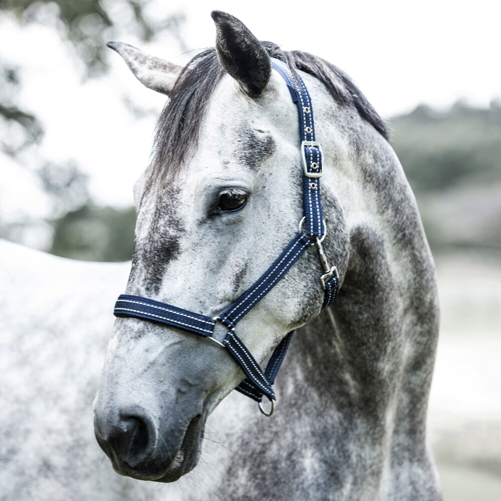 Reflective halter  Hi-Viz Fairfield®