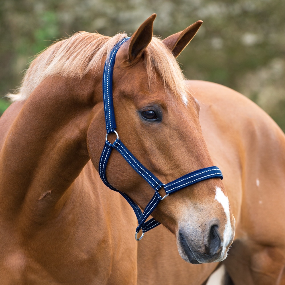 Reflective halter  Hi-Viz Fairfield®