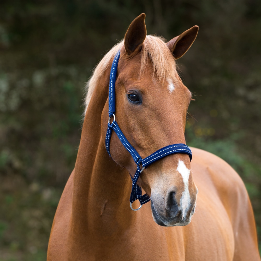 Reflective halter  Hi-Viz Fairfield®