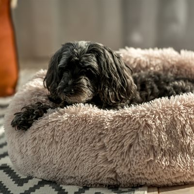 Dog Bed Donut Showmaster